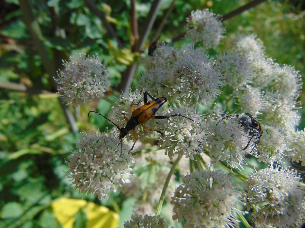 Cerambycidae: Rutpela maculata